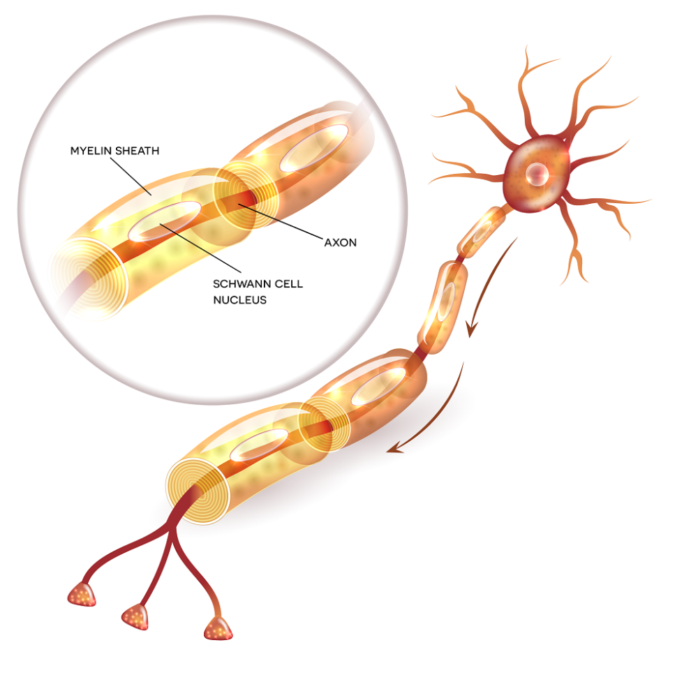 Periphenal Nerve